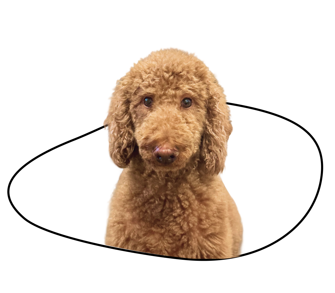 Chewie