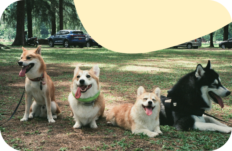 Discover neighborhood pups