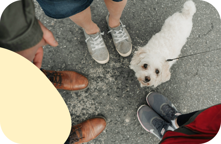 Connect with pet parents