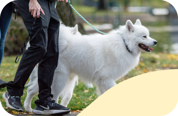 Find a trusted walker or sitter
