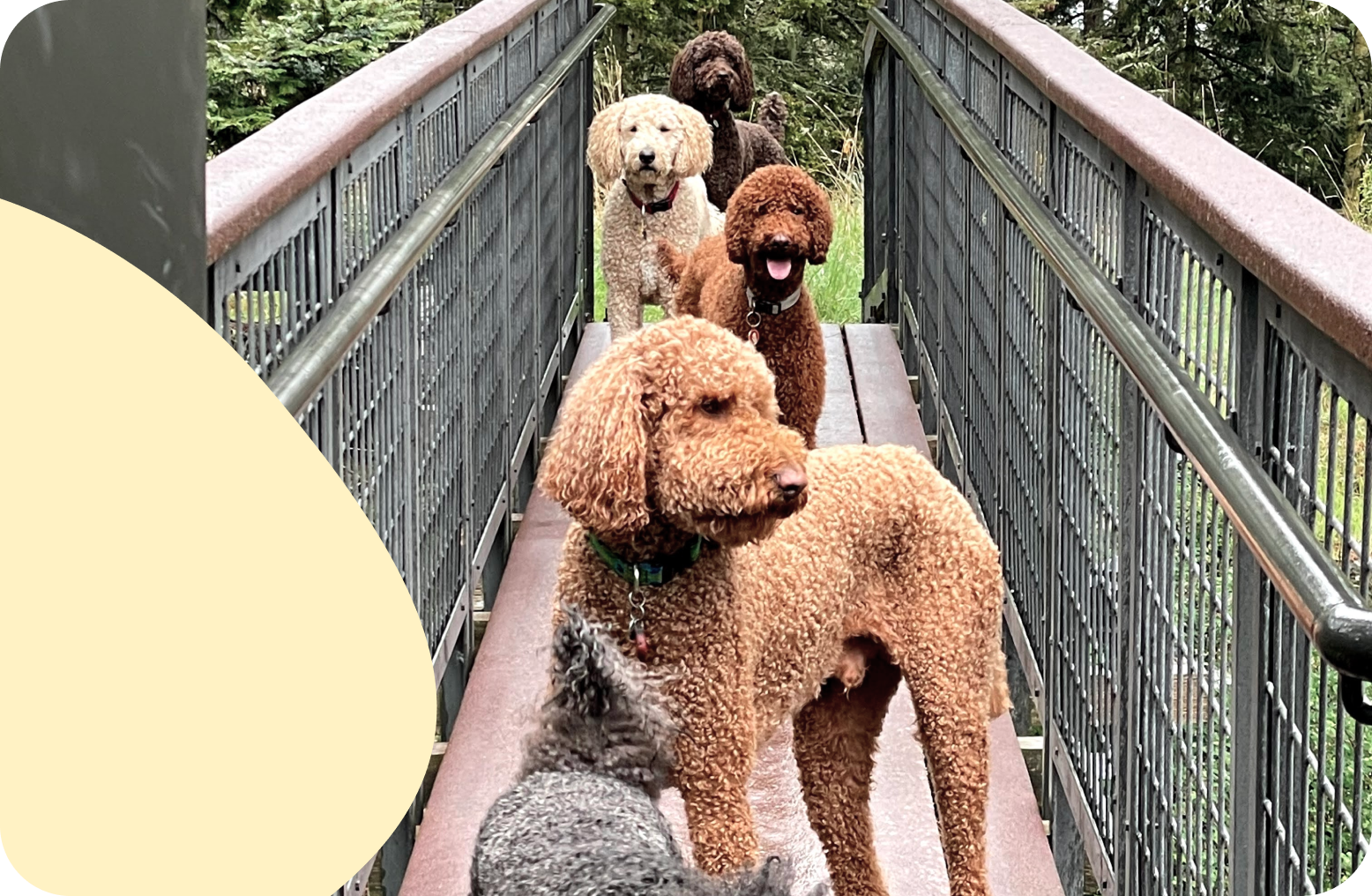 Pack of dogs